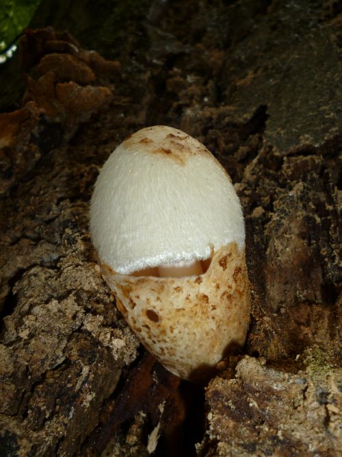Emerging fruit body at the base of Turkey oak at Hampstead Heath, UK.